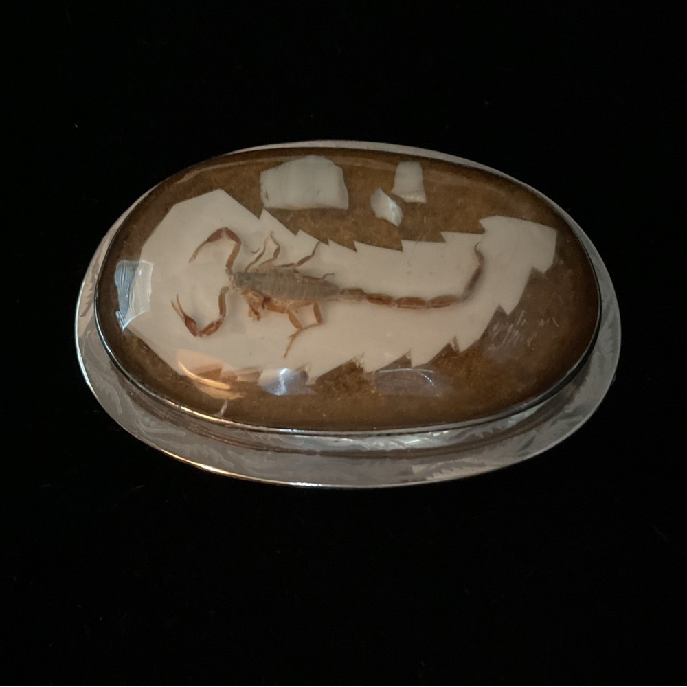 Vintage rare preserved scorpion acrylic belt buckle EUC